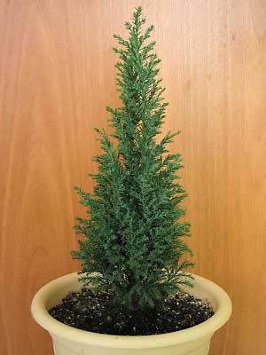 cupressus.jpg